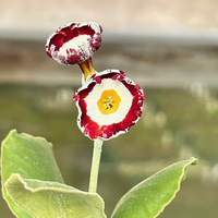 Primula auricula 'Trafalgar Square'
